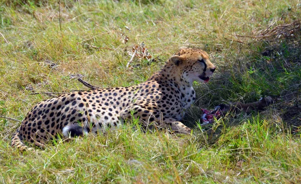 Cheetah at the moment of eating