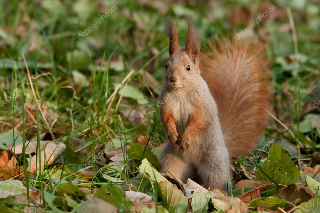 белка поисковик скачать