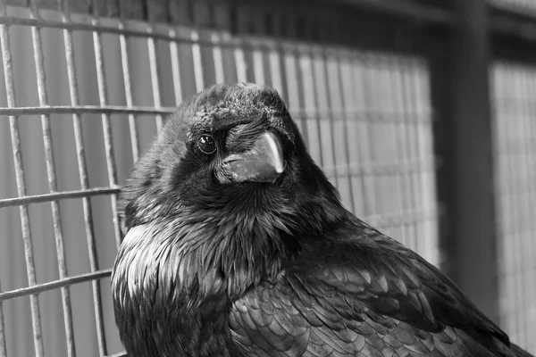 Portrait of a black Raven