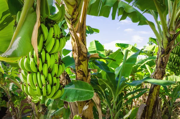 Green bananas on trees