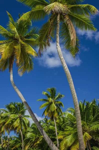 Amazing view of Caribbean beach