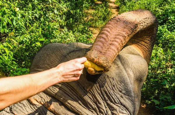 Man feeding hungry elephant with banana