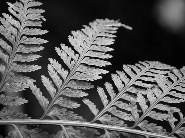 Fern frond closeup