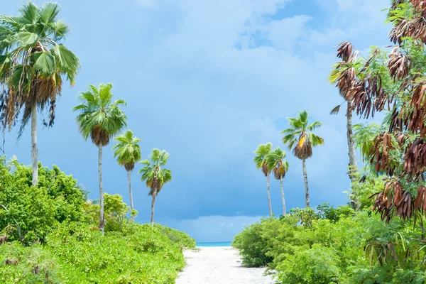 Tropical dark clouds lime green vegetation on path to beach.