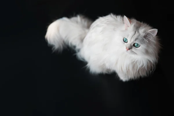 White cat chinchilla. Fluffy cute pet animal with bright green eyes