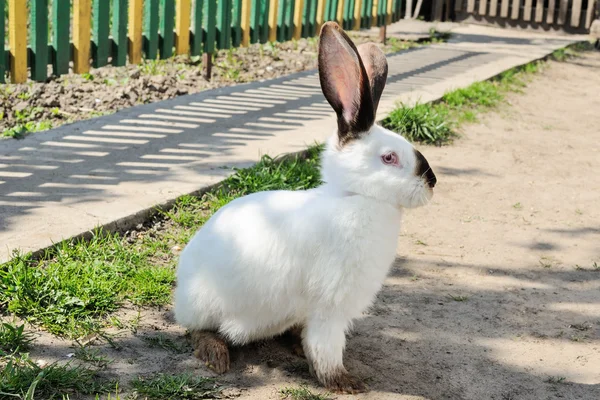Cute white rabbit on a background of yellow-green fence