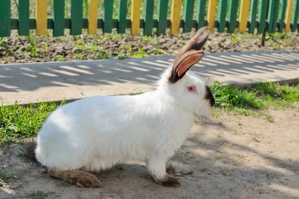 Cute rabbit on a background of yellow-green fence