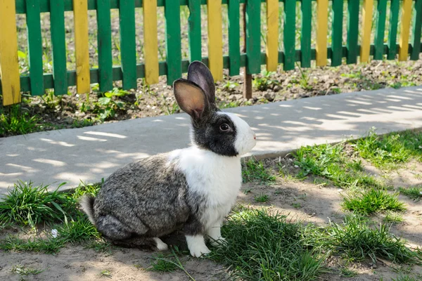 Cute rabbit on a background of yellow-green fence