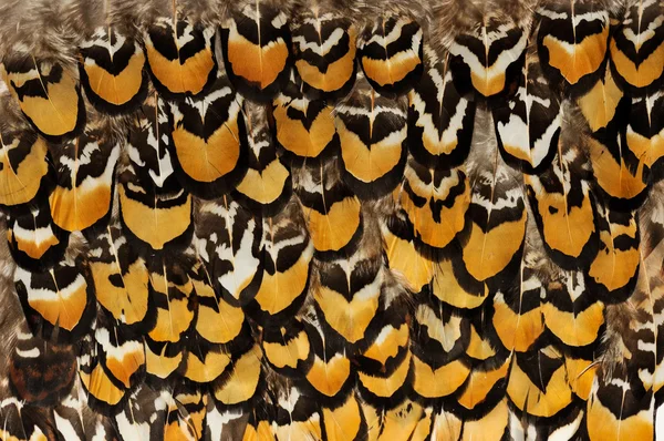 Backgrounds of birds feathers. Pheasant feathers