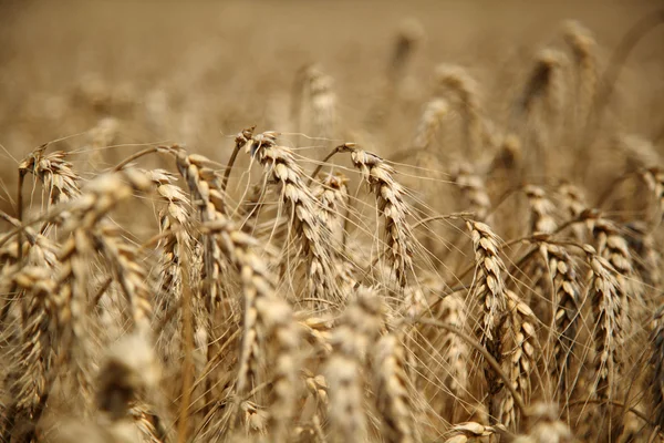 Rye field. Cultivated plant rye with beautiful gold spikelets - Stock Photo