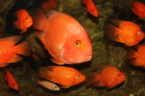 Orange fishes in aquarium