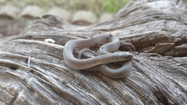 Snake on tree bark