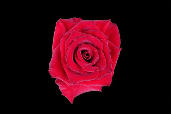 Red flower isolated on a black background. Rose.