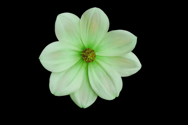 Flower, black background isolated. Macro.  White, yellow, pink, lilac, purple, green, blue, cyan, aquamarine, red.