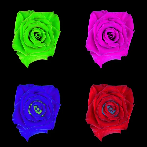 Rose flower, black isolated background. Macro.  Lilac, green, blue, red.