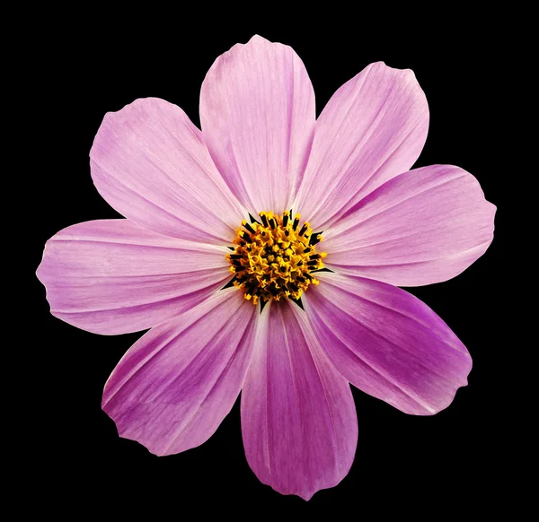 Flower kosmeya, black isolated background with clipping path.
