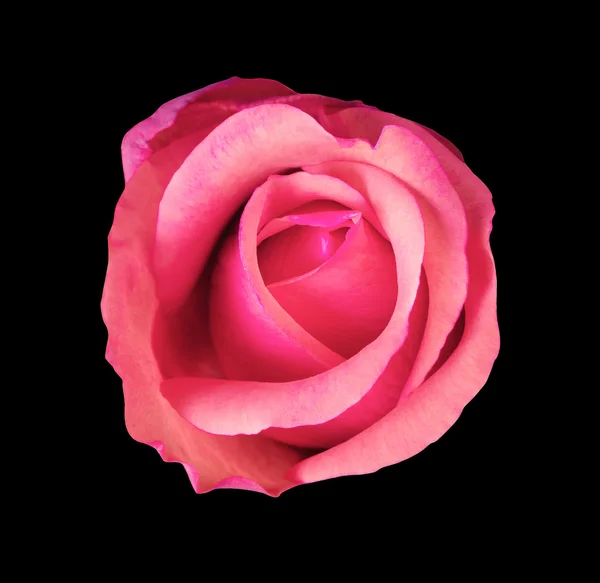 Flower rose , black isolated background with clipping path. Clos