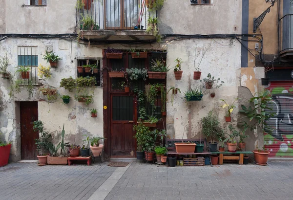 Potted plants on the wall of an old elder house