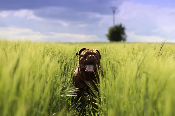 Dogue de Bordeaux - French mastiff