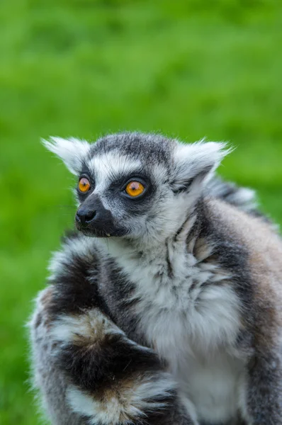 Staring lemur