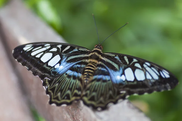 Exotic butterfly resting