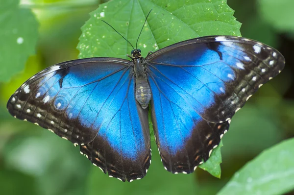 Morpho peleides butterfly