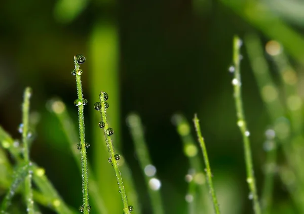 Drops, drops of dew