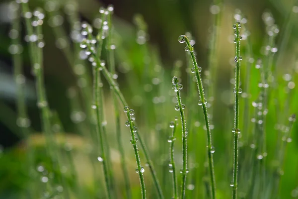 Drops, drops of dew