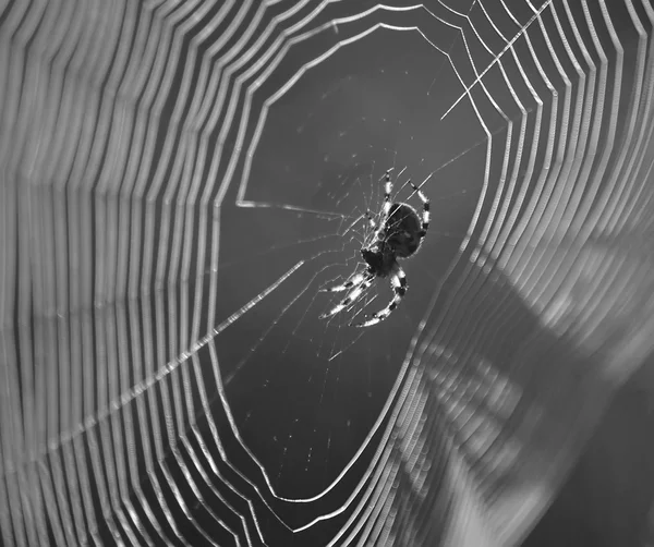 Spider. Web. Insects. In summer. Morning.