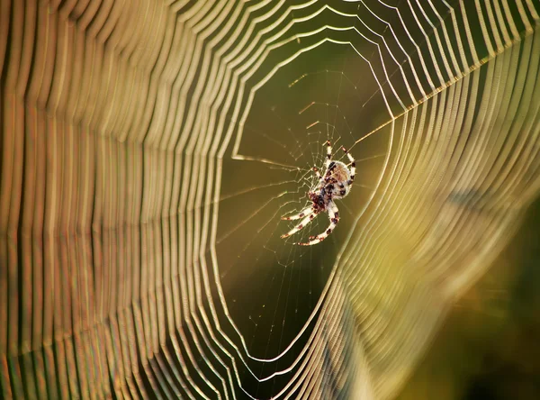 Spider. Web. Insects. In summer. Morning.