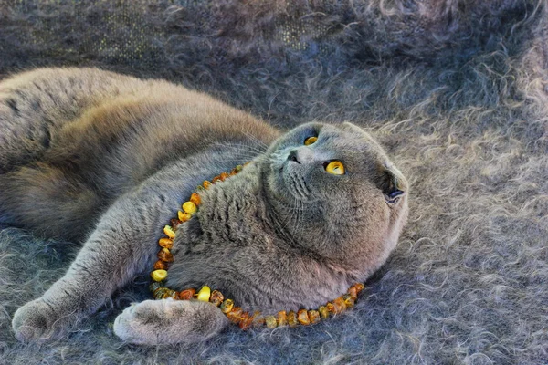 Grey cat with amber eyes in the amber beads