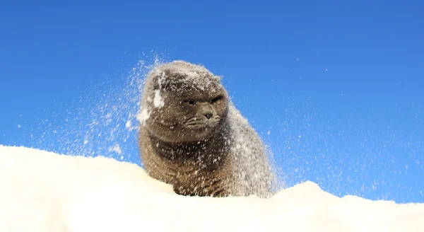 The cat on the snow falling on the background of blue sky