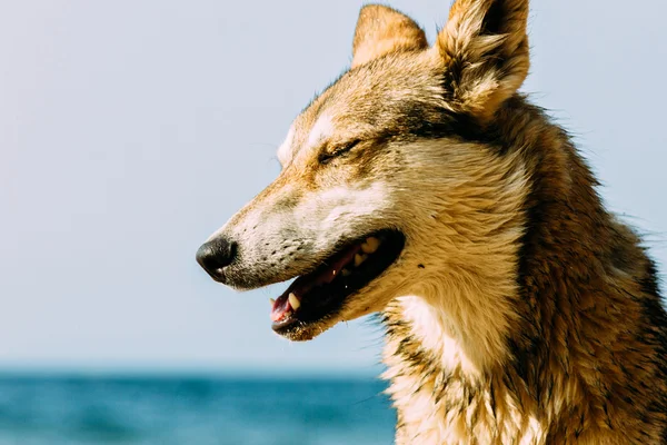 Dog squinted with pleasure enjoying the sun at the beach after swimming