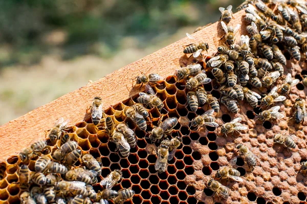 Honey Bees Working