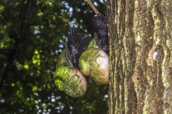 Giant Tree Snail, Acavus phoenix, Sinharaja Rain Forest National Park, Sinharaja Forest Reserve, Sri Lanka