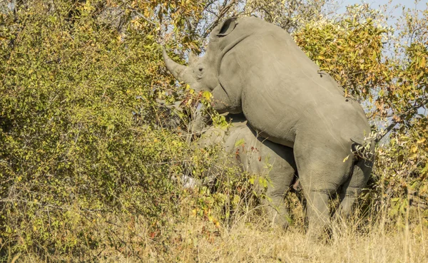 Wild white rhinoceros mating in the bush, in Kruger Park