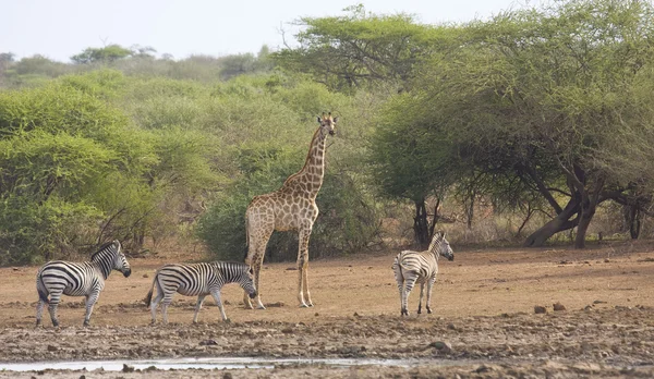 Herd of zebras and a giraffe in the riverbank, Kruger national park, South Africa