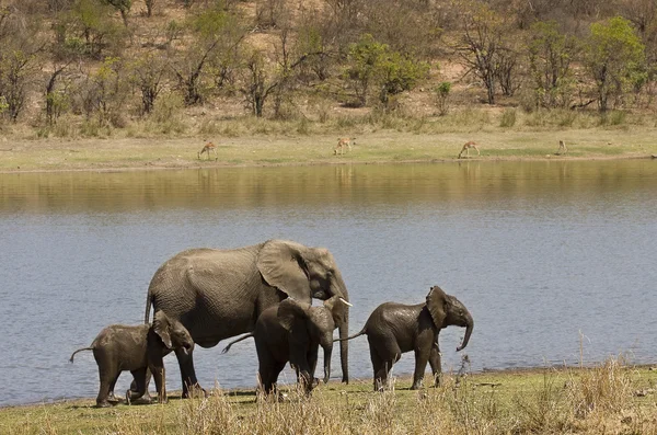 African elephants family, three babies and mother, walking along the river, Kruger, South Africa