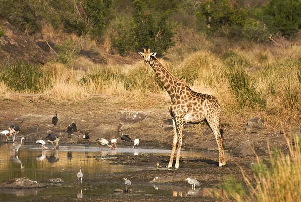 Wild giraffe in the riverbank, bird all around, at Kruger park, South Africa