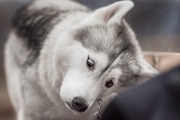 A Siberian Husky dog shakes off water