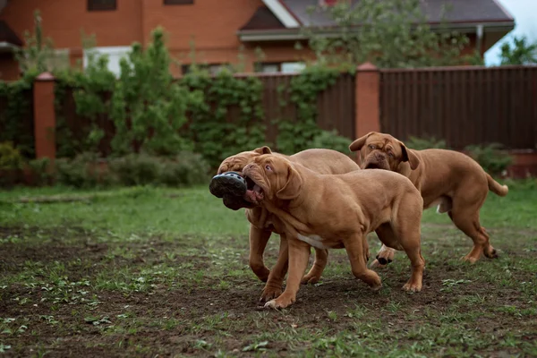 Dogue de Bordeaux dog runs on the grass
