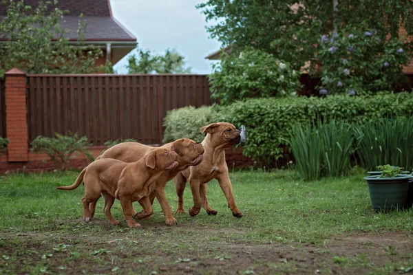 Dogue de Bordeaux dog runs on the grass