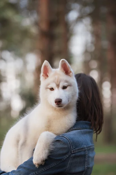 Puppy. Portrait on the tree in outdoor.