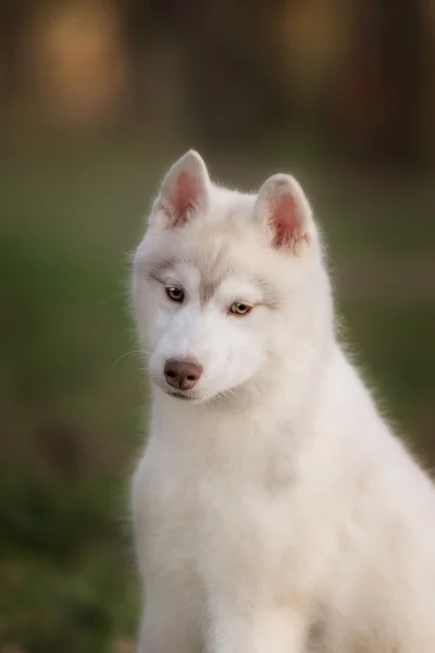 Puppy. Portrait on the tree in outdoor.