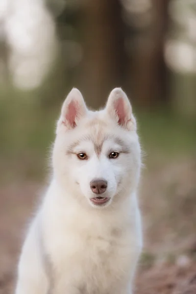 Puppy. Portrait on the tree in outdoor.