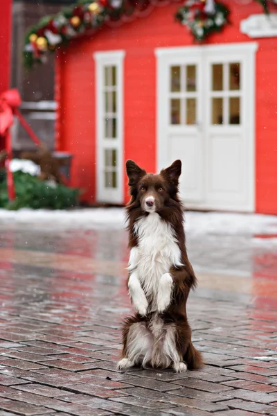 Border Collie dog trained to perform tricks in the center of Moscow. Russia .