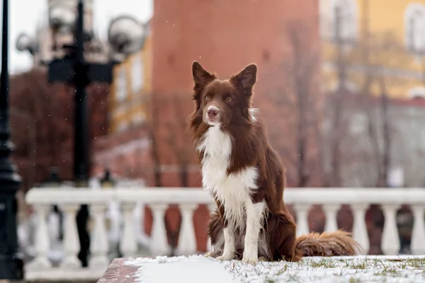 Border Collie dog trained to perform tricks in the center of Moscow. Russia .