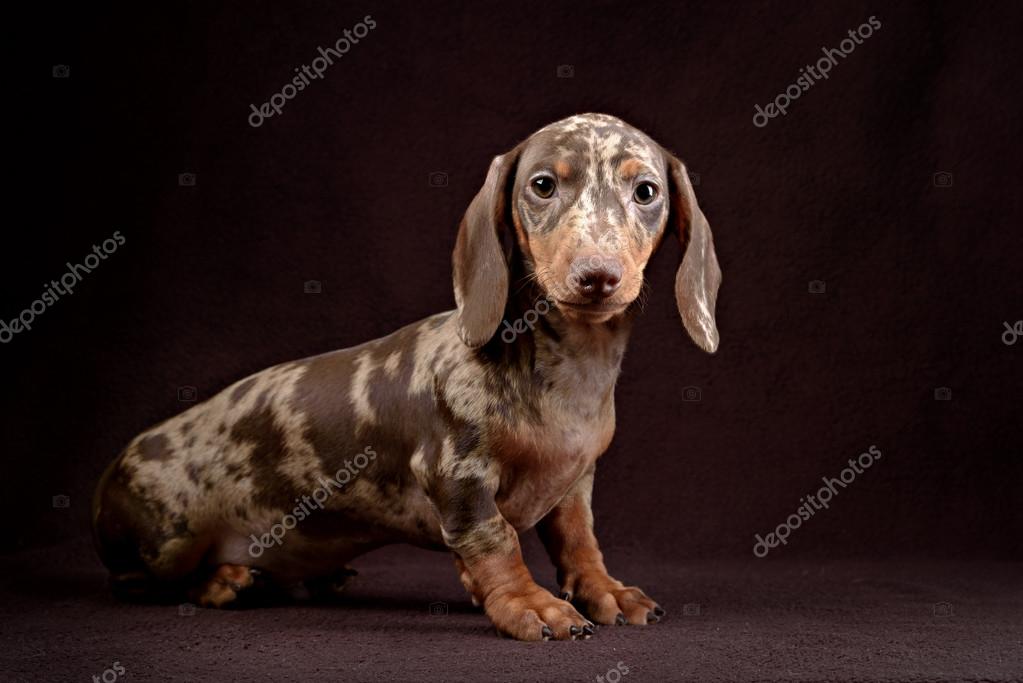Cats And Dogs Are Different Sp Cats And Dogs Are Different Sp