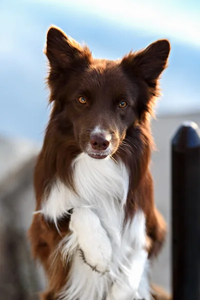 Happy brown dog border collie portrait in summer
