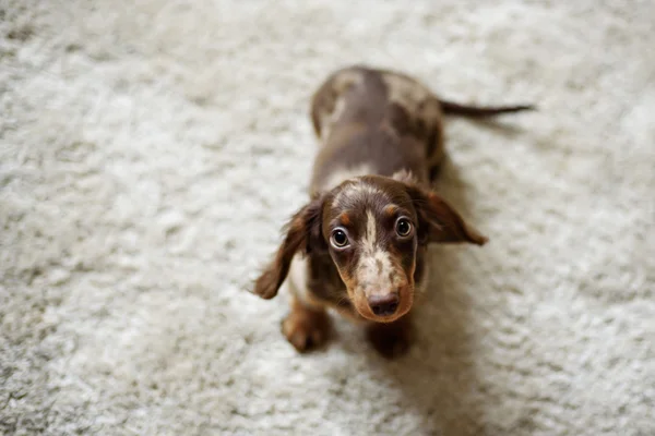 Sad puppy is covered with a blanket at home